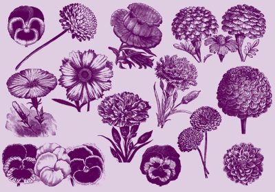 دانلود مجموعه وکتور گل های وینتیج برای پروژه های گیاه شناسی انتشارات عشق و جشن یا موضوعات باغبانی در طرح های شما