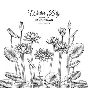 دانلود طرح وکتور ست تزئینی گل ست گل نیلوفر آبی نقاشی خط مشکی هنر جدا شده روی پس زمینه سفید تصاویر گیاه شناسی دستی وکتور عناصر
