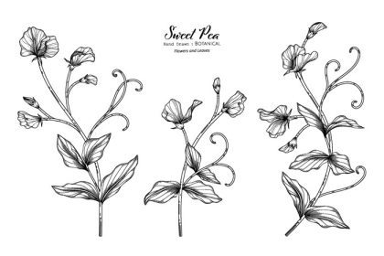 دانلود وکتور نخود شیرین گل و برگ نقاشی گیاه شناسی با هنر خط