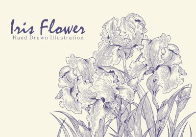 دانلود وکتور تصویر کشیده شده با دست از گل زنبق عالی برای کاغذ دیواری پس زمینه یا صفحه کتاب رنگ آمیزی