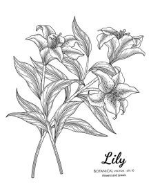 دانلود وکتور گل و برگ سوسن نقاشی گیاه شناسی با هنر خطی روی زمینه سفید