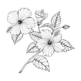 دانلود وکتور طراحی دستی گل و برگ هیبیسکوس جدا شده در زمینه سفید
