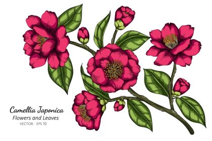 دانلود وکتور صورتی کاملیا ژاپونیکا تصویر طراحی گل و برگ با هنر خط در پس زمینه سفید