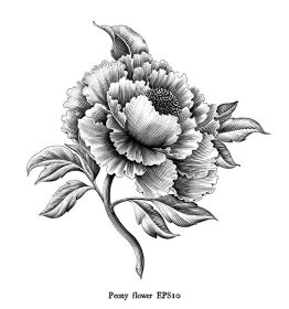 دانلود وکتور حکاکی عتیقه تصویر گل صد تومانی نقاشی هنر سیاه و سفید به سبک وینتیج جدا شده در پس زمینه سفید