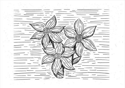 دانلود وکتور با دست کشیده سیاه و سفید تصویر برداری گل با جزئیات طراحی شده برای برچسب پوستر کارت تبریک وب سند و سایر سطوح تزئینی