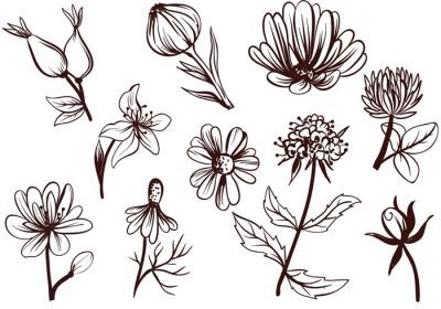 دانلود وکتور این یک مجموعه وکتور رایگان iten است که شامل گل هایی است که برای چای استفاده می شود مانند گل همیشه بهار شبدر گل رز سنبل الطیب بابونه سلندین و غیره