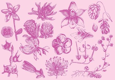 دانلود مجموعه وکتور گل های عجیب و غریب برای پروژه های گیاه شناسی شما انتشارات عشق و جشن و یا موضوعات باغبانی در طرح های شما