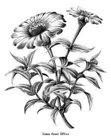 دانلود وکتور آهار گل تصویر پرنعمت گیاه شناسی هنر سیاه و سفید جدا شده بر روی پس زمینه سفید
