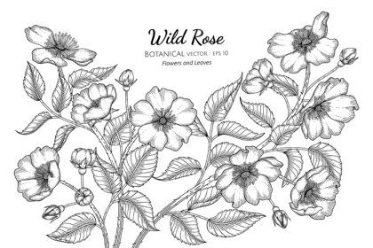 دانلود وکتور گل و برگ های رز وحشی نقاشی گیاه شناسی با دست با هنر خط در پس زمینه سفید