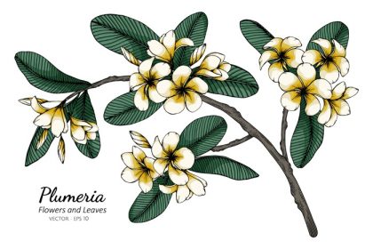 دانلود وکتور نقاشی گل و برگ پلومریا با هنر خط در پس زمینه سفید