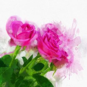 دانلود وکتور گل رز صورتی به سبک آبرنگ نقاشی شده