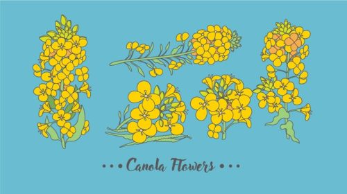 دانلود وکتور گل های زرد کلزا می تواند الگوی شما در کتاب دستور کار شما باشد