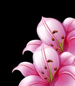 دانلود وکتور گل زنبق صورتی در تصویر زمینه مشکی