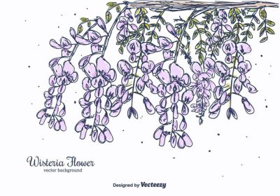 دانلود وکتور پس زمینه طراحی شده با دست با تصویر شاخه گل ویستریا با برگ های شکوفه می تواند برای کاغذ دیواری کارت پستال کارت تبریک عروسی برای روز تولد ولنتاین استفاده شود
