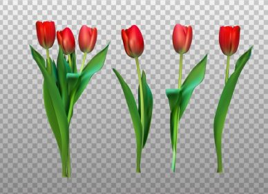 دانلود وکتور تصویر برداری واقع گرایانه لاله های رنگارنگ گل های صورتی را در پس زمینه روشن ردیابی نمی کنند