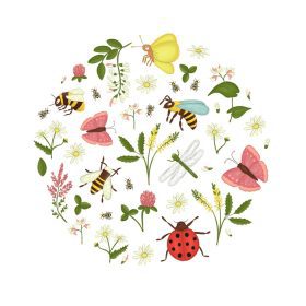 دانلود وکتور مجموعه گل های وحشی زنبور عسل سنجاقک سنجاقک