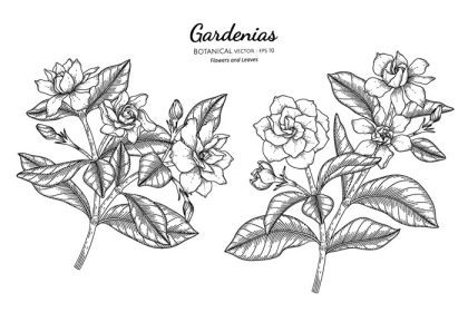 دانلود وکتور گل و برگ گاردنیا با دست کشیده شده تصویر گیاه شناسی با هنر خط