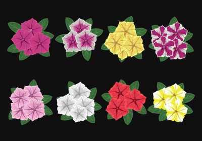 دانلود مجموعه وکتور گل های اطلسی چند رنگ در پس زمینه مشکی
