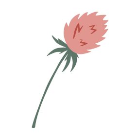 دانلود وکتور گل شبدر شاخه گیاهی گل شبدر تابستانی گل شبدر تزئینی گل وحشی عالی برای طراحی محصولات هومیوپاتی تصویر برداری دستی گل شبدر علفزار فصلی