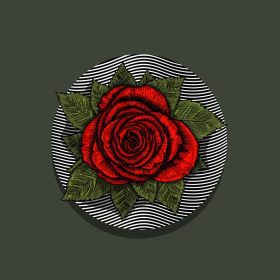 دانلود تصویر برداری از گل رز قرمز به سبک حکاکی eps