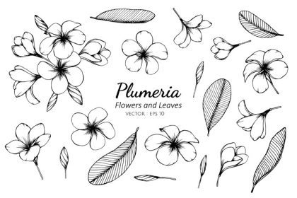دانلود مجموعه وکتور مجموعه گل و برگ پلومریا تصویر نقاشی مجموعه عناصر گیاه شناسی سیاه و سفید