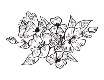 دانلود وکتور طرح دست کشیده گل روزا کانینا سیاه و سفید با تصویر خطی جدا شده
