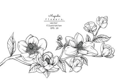 دانلود طرح وکتور ست تزئینی گل ماگنولیا نقاشی گل ماگنولیا هنر خط مشکی جدا شده روی پس‌زمینه سفید نقاشی‌های دستی نقاشی‌های گیاه‌شناسی عناصر وکتور