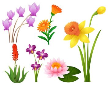 دانلود وکتور انواع مختلف تصویر گل های استوایی