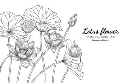 دانلود وکتور گل و برگ نیلوفر آبی، تصویر گیاه شناسی طراحی شده با دست با هنر خط روی زمینه سفید