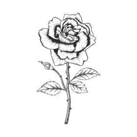 دانلود وکتور نقاشی دستی گل رز و برگ های گل رز جدا شده در پس زمینه سفید