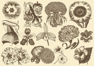 دانلود مجموعه وکتور گل های عجیب و غریب پرنعمت برای پروژه های گیاه شناسی انتشارات دکوراسیون یا موضوعات گل در طرح های شما