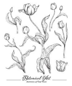 دانلود طرح وکتور ست تزئینی گل طرح گل لاله سیاه و سفید با هنر خط جدا شده بر روی پس‌زمینه سفید وکتور عناصر نقاشی‌های گیاه‌شناسی