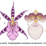 سبد خرید و پرداخت