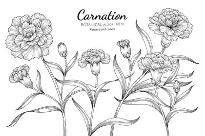 دانلود وکتور گل میخک و برگ نقاشی گیاه شناسی با هنر خطی در پس زمینه سفید