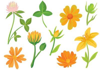 دانلود وکتور این مجموعه ای از وکتورهای گل رایگان شامل گل همیشه بهار در پوزیشن های مختلف است.