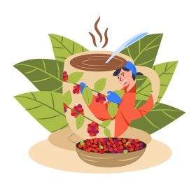 دانلود وکتور قهوه تازه از مزارع قهوه تا کافی شاپ ارگانیک