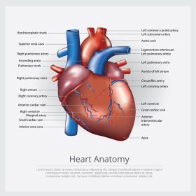 دانلود وکتور تصویر برداری آناتومی قلب انسان