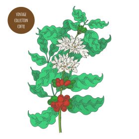 دانلود وکتور گیاه شاخه قهوه رنگی پرنعمت با گل و انواع توت ها با دست ترسیم شده به رنگ ایزوله شده در پس زمینه سفید