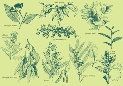 دانلود مجموعه وکتور گیاهان معطر برای پروژه های گیاه شناسی شما انتشارات آشپزخانه و آشپزی یا موضوعات دستور پخت در طرح های شما