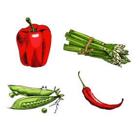 دانلود وکتور وکتور طراحی دستی تصویر سبزیجات به سبک وینتیج