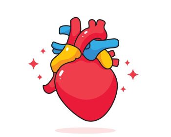 دانلود وکتور قلب انسان آناتومی زیست شناسی اندام سیستم بدن مراقبت های بهداشتی