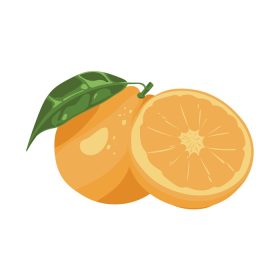 دانلود وکتور پرتقال تازه برش خورده تصویر میوه های استوایی