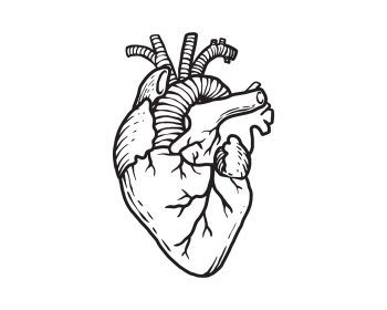 دانلود وکتور قلب انسان در تصویر کلی آناتومی اندام یک