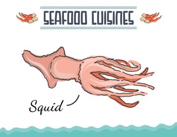 دانلود وکتور تصویر ماهی مرکب به سبک ابله ماهی مرکب حیوانات دریایی