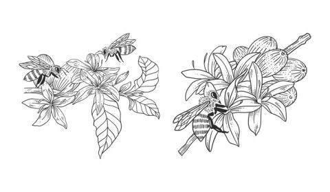 مجموعه قالب وکتور زنبور عسل با نقاشی های دستی درخت قهوه را دانلود کنید