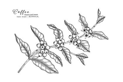 دانلود وکتور گل و برگ قهوه طراحی شده با دست نقاشی گیاه شناسی با هنر خط