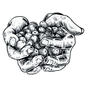دانلود وکتور دست نگه داشتن دانه های قهوه با سبک حکاکی ایزوله شده بر روی پس زمینه سفید