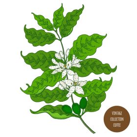 دانلود وکتور نقاشی گیاه شناسی قدیمی شاخه گیاه قهوه با گل های سفید جدا شده در پس زمینه سفید