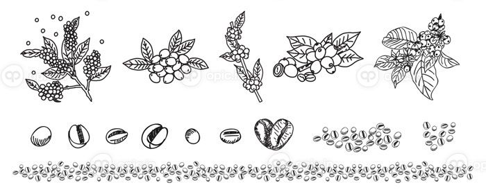 دانلود وکتور شاخه های قهوه و دانه های قهوه به سبک طراحی خط هنری