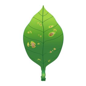 دانلود وکتور برگ سبز توسط قارچ پاتوژن آسیب دیده و نامیده می شود